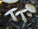 Amanita brunneibulbosa image