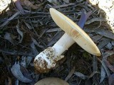 Amanita brunneibulbosa image