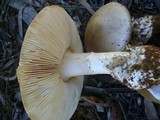 Amanita brunneibulbosa image