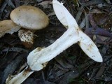 Amanita brunneibulbosa image