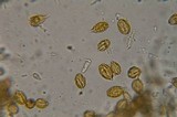 Gautieria monticola image
