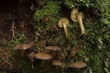 Callistosporium luteo-olivaceum image