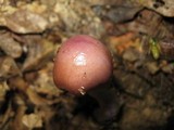 Cortinarius collinitus image