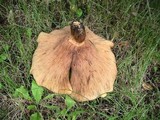 Paxillus involutus image