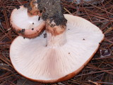 Tricholoma fracticum image
