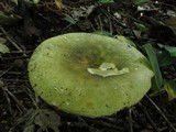 Russula variata image