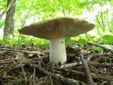 Russula variata image