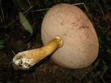 Tylopilus rubrobrunneus image