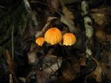 Marasmius siccus image