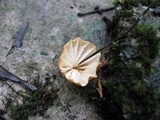 Marasmius siccus image