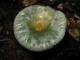 Russula parvovirescens image
