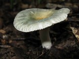 Russula parvovirescens image
