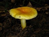 Russula flavida image