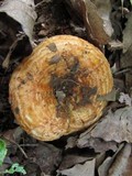 Lactarius psammicola image