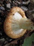 Lactarius psammicola image