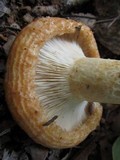 Lactarius psammicola image