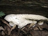 Oxyporus corticola image