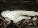 Oxyporus corticola image