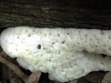 Oxyporus corticola image