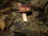 Xanthoconium purpureum image