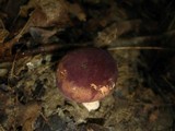 Xanthoconium purpureum image