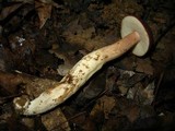 Xanthoconium purpureum image