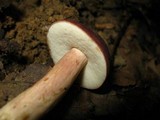 Xanthoconium purpureum image