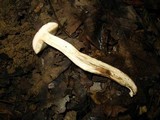 Xanthoconium purpureum image