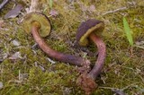 Boletellus chrysenteroides image