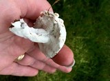 Hypomyces completus image