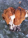 Gyromitra brunnea image