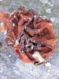 Gyromitra brunnea image