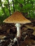 Amanita amerirubescens image