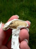 Hypomyces completus image