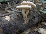 Pholiota polychroa image