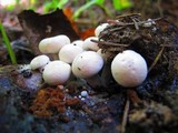 Asterophora lycoperdoides image
