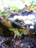 Asterophora lycoperdoides image