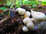 Asterophora lycoperdoides image