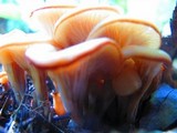 Lentinellus cochleatus image