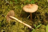 Inocybe calida image