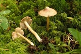 Inocybe calida image