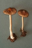 Inocybe calida image