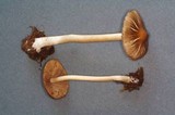 Inocybe calida image