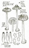Inocybe calida image