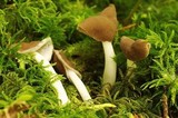 Helvella elastica image