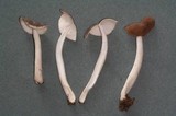 Helvella elastica image