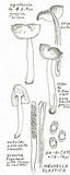 Helvella elastica image