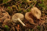 Nolanea cetrata f. mediospora image