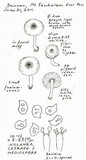 Nolanea cetrata f. mediospora image