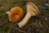 Lactarius croceus image